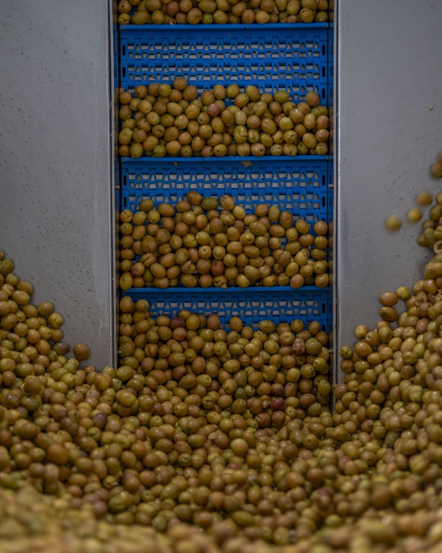 Natürel Sızma Zeytinyağı 5 LT
