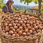 Karadeniz'de hasır sepette kabuklu Giresun fındığı hasadı