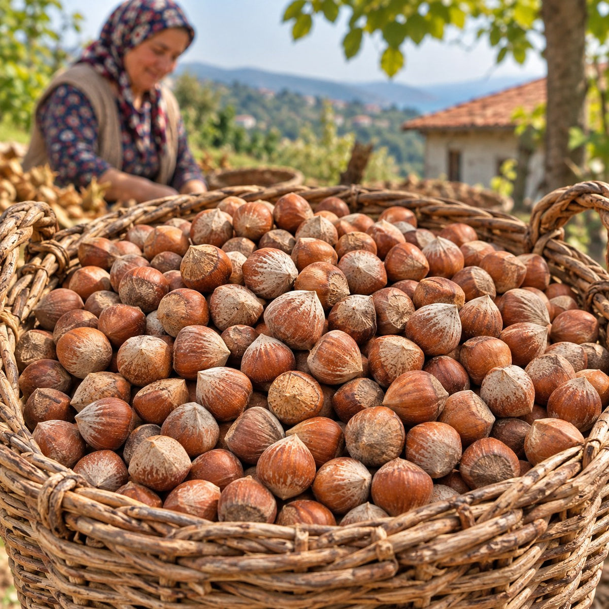 Karadeniz'de hasır sepette kabuklu Giresun fındığı hasadı